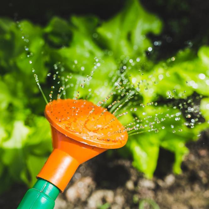 Gardening Tips - Watering Plants