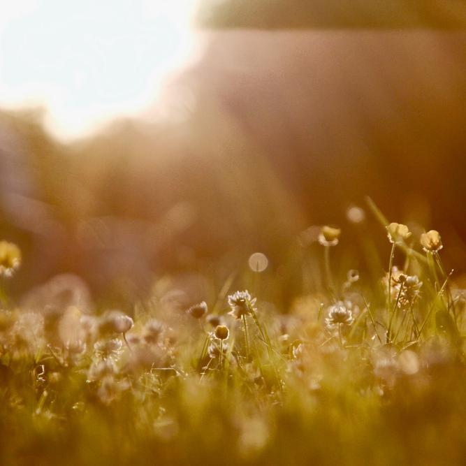 In The Garden: Composting Weeds